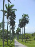 Avenida las Palmas, Cienfuegos