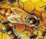 abeja