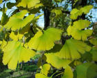 ginkgo biloba