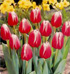 Tulipanes Dr. James Parkinson (en su conmemoracin)