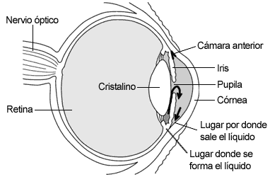 Ojo humano