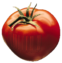 El tomate.