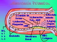 Hemostasia Primaria