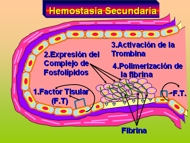 Hemostasia secundaria