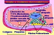 Trombo y fenmeno antitrombtico