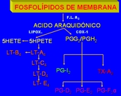 Fosfolpidos de membrana