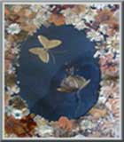 Mariposa y Flor Mariposa y Flor