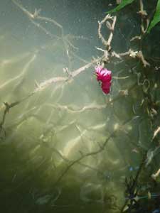 Raices bajo el agua
