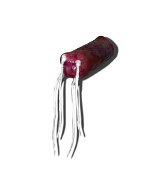 Alcaligenes